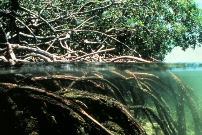Вид над водой и под водой у края мангровых зарослей