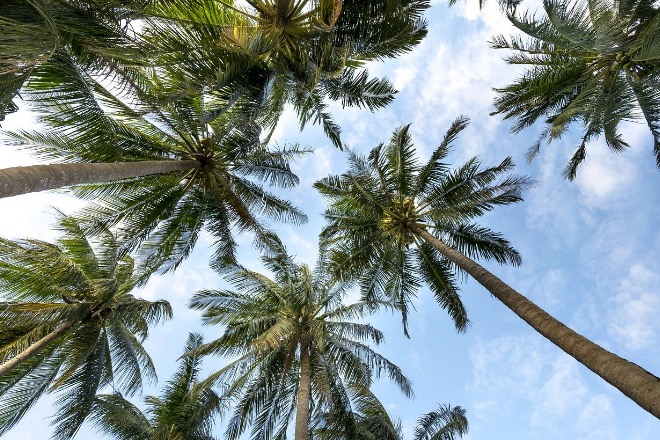 Флора Таиланда: Кокосовая пальма