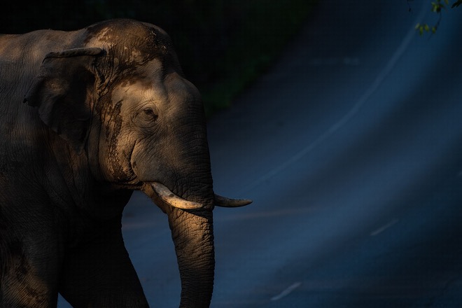 Животные Таиланда: Слон
