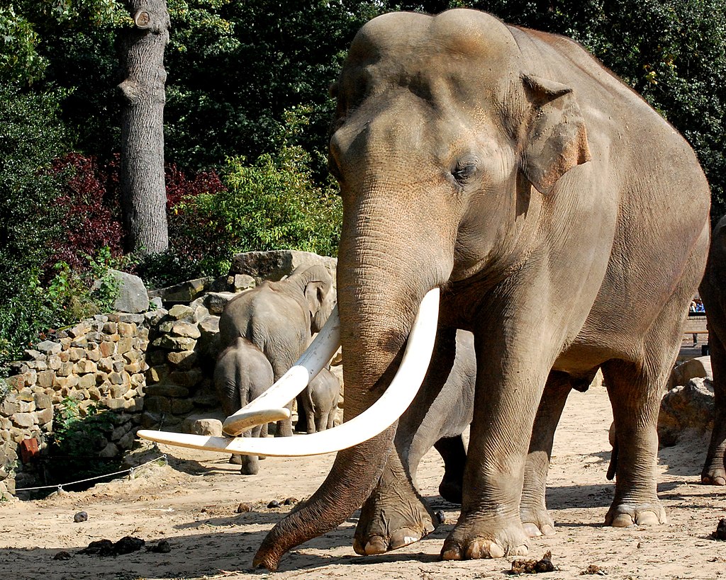 Азиатский или индийский слон с «рекордными» бивнями