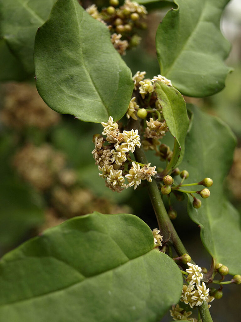 Амборелла волосистоножковая (Amborella trichopoda), эндемик Новой Каледонии, одно из наиболее древних цветковых растений, сохранившихся до наших дней.