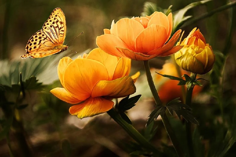 Бабочка летит на привлекающий её цветок
