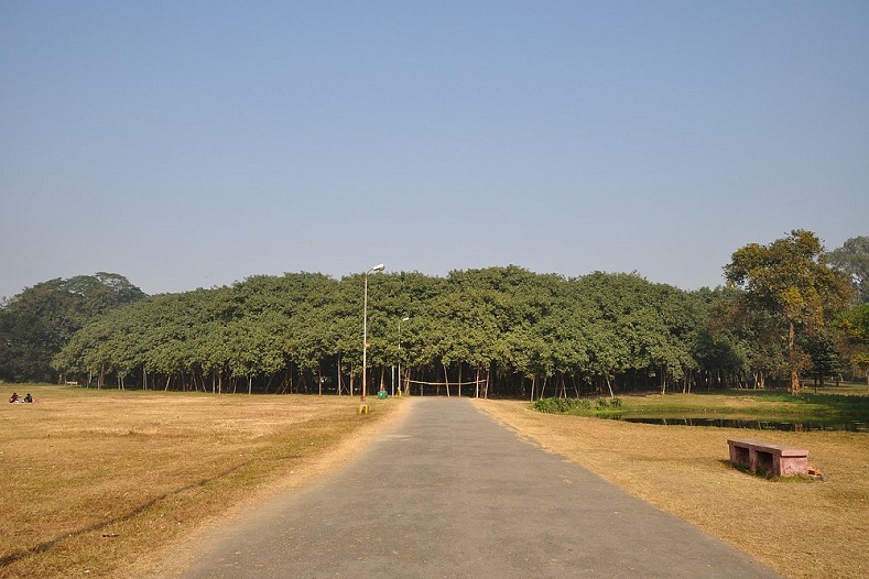 Это не лес, а одно дерево — самый большой баньян.  Баньян - фикус бенгальский (лат. Fícus benghalénsis) семейства Тутовые