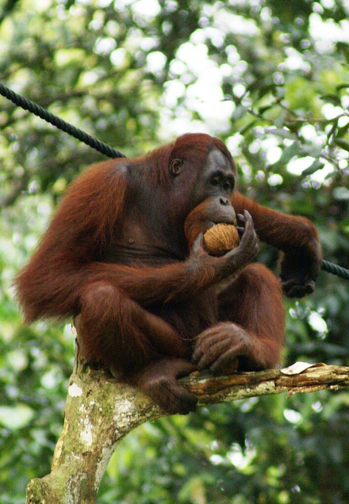 Высшие приматы, человекообразные обезьяны: орангутан