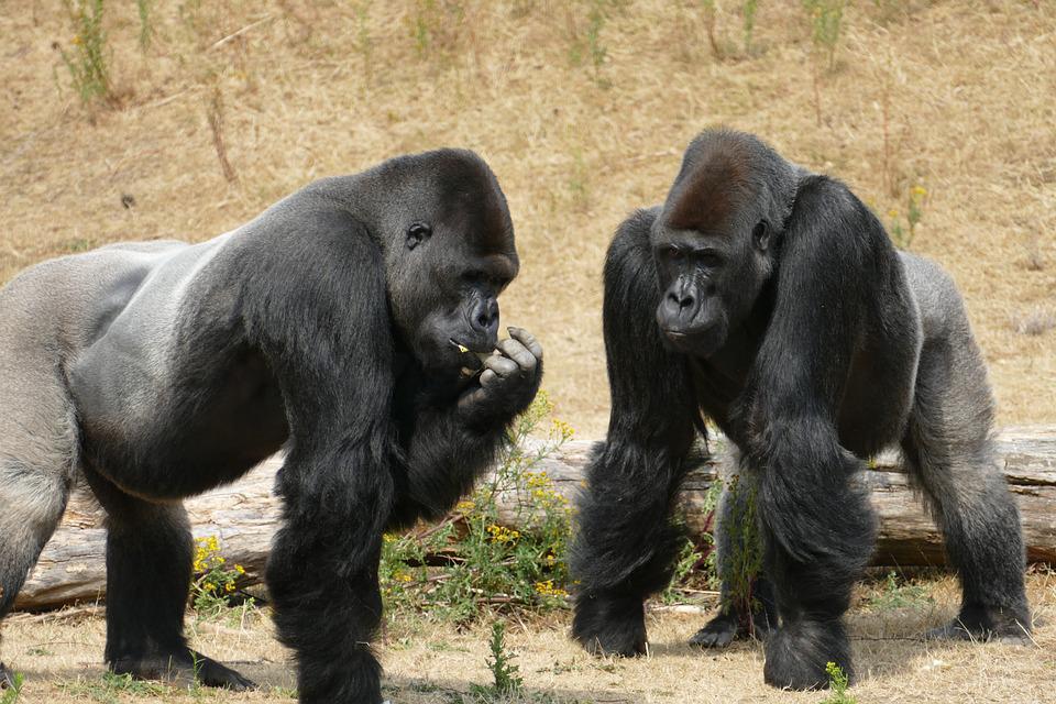 Высшие приматы, человекообразные обезьяны: гориллы