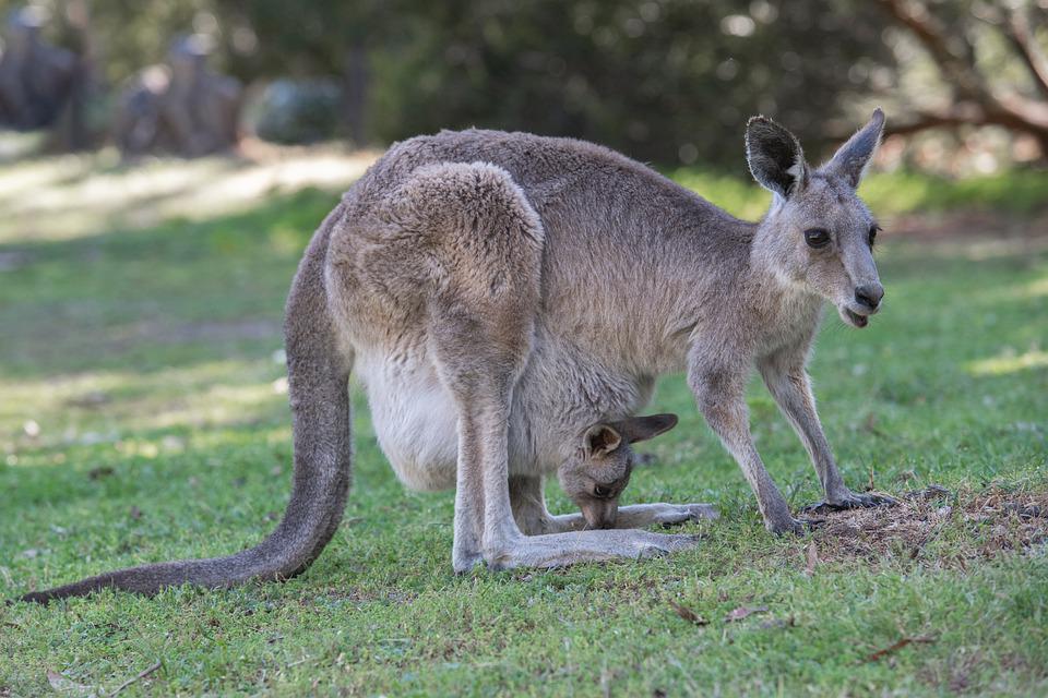 Яркий представитель сумчатых - кенгуру с детёнышем в сумке