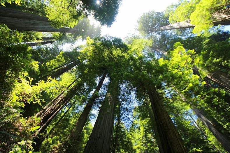 Отдельные экземпляры дерево секвойя достигают высоты более 110 м — это один из самых высоких видов деревьев на Земле