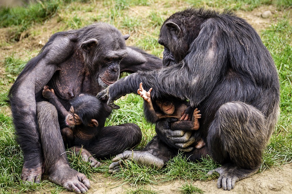 Высшие приматы, человекообразные обезьяны: шимпанзе