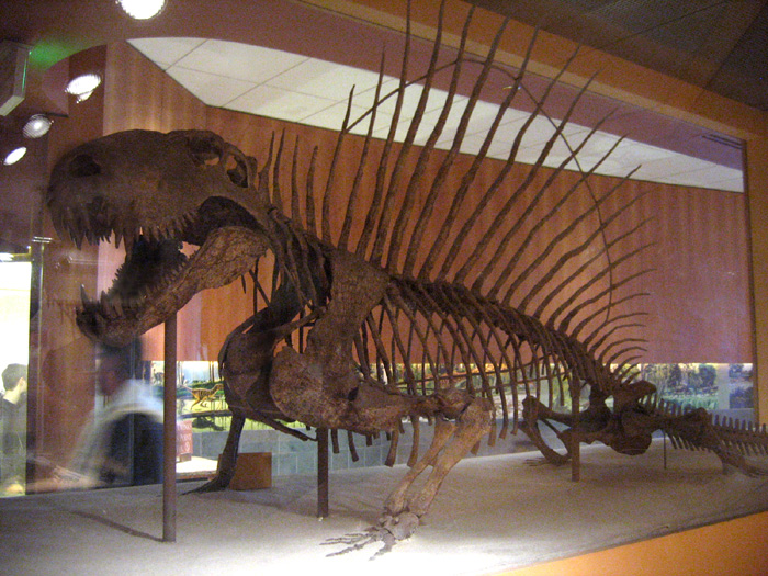 Скелет диметродона, представителя пеликозавров