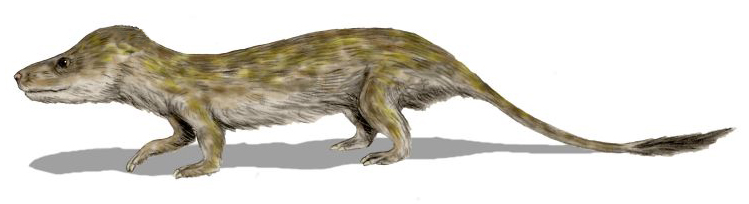 Цинодонт Oligokyphus (современная реконструкция)