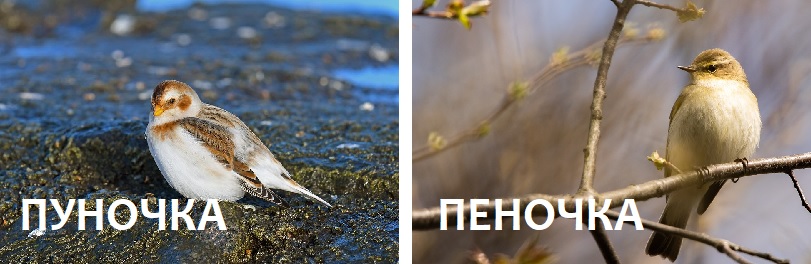Птицы, представители отряда воробьинообразных: пуночка и пеночка