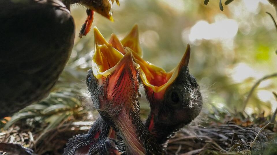 Как птицы кормят птенцов в гнезде