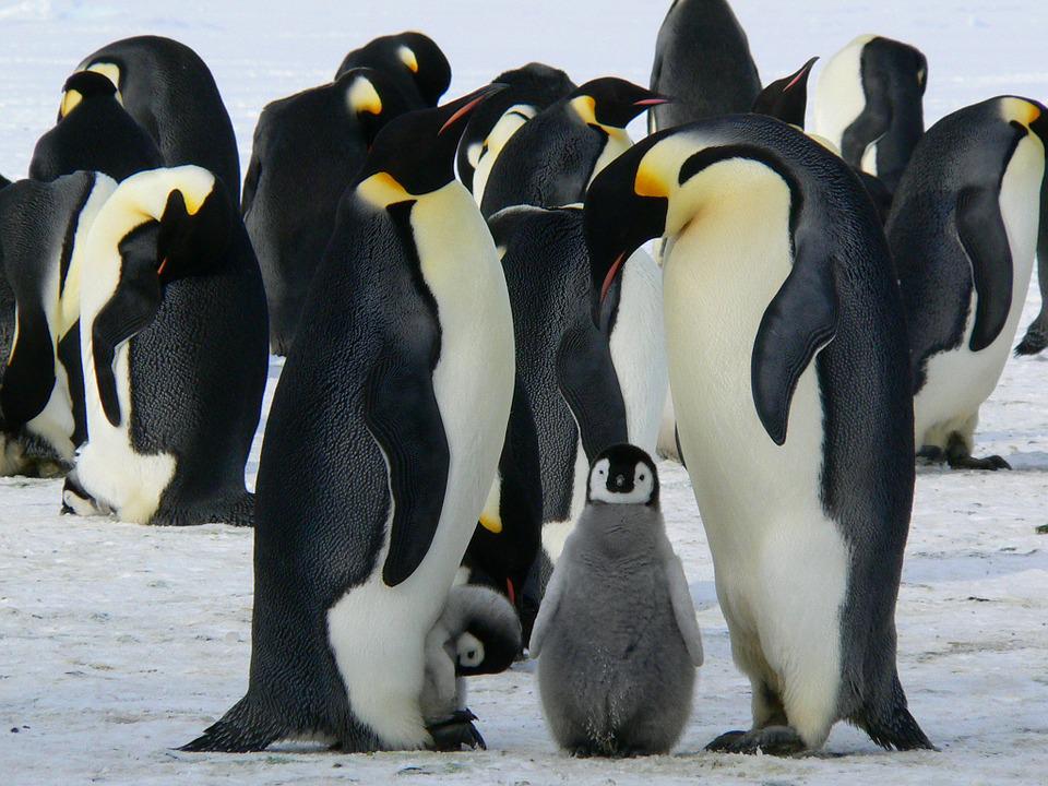 Птицы пингвинообразные: императорские пингвины
