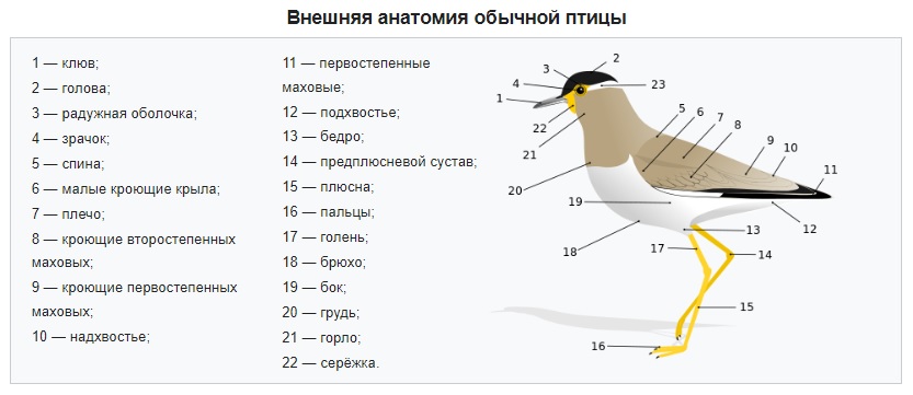 Анатомия птицы