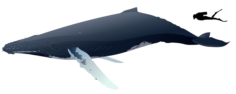 Китоообразные. Размеры человека по сравнению с размерами горбатого кита