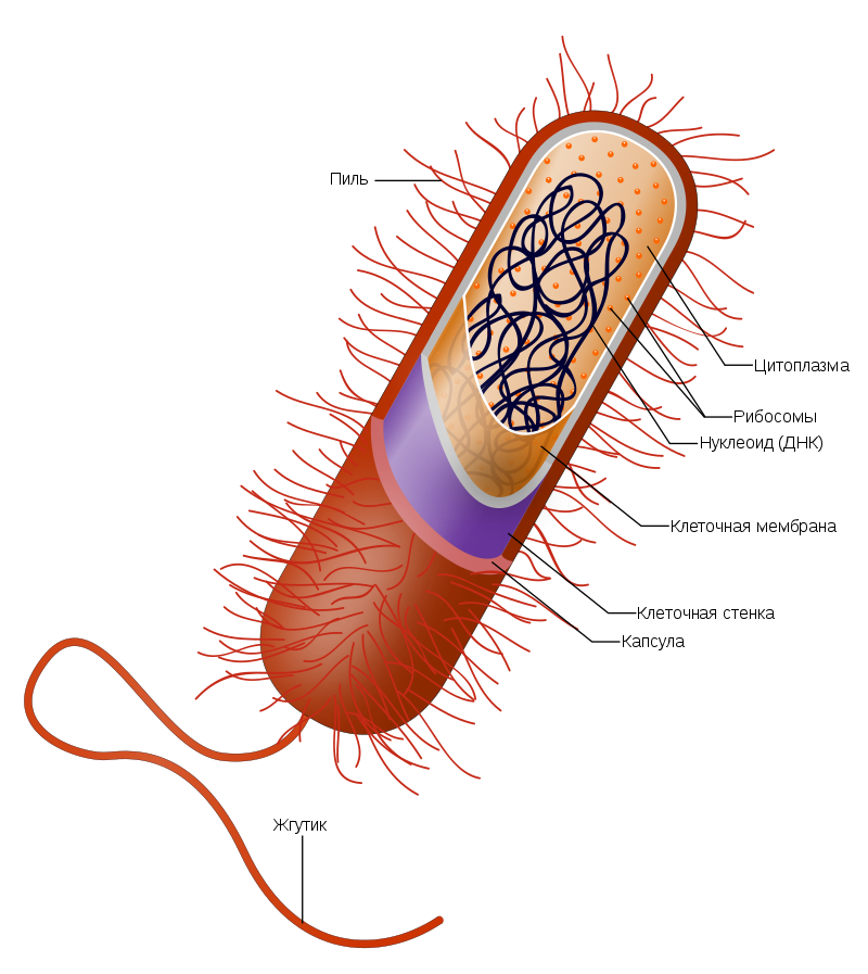 Строение клетки типичной грамположительной бактерии (обратите внимание на наличие только одной клеточной мембраны)