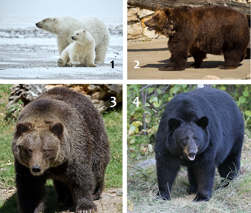 Хищные, семейство медвежьих: 1. Белые медведи 2. Бурый медведь 3. Гризли 4. Чёрный медведь