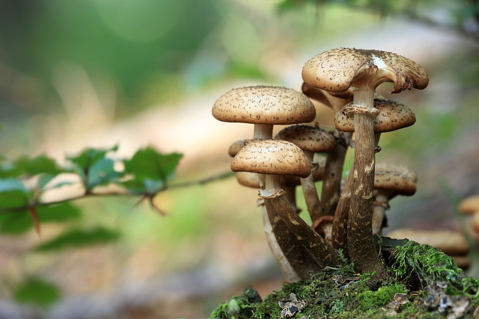 Живая природа: грибы