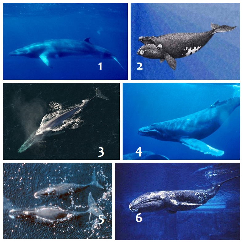 Китообразные, Усатые киты: 1. Северный малый полосатик, 2. Японский кит 3. Синий кит 4. Горбатый кит 5. Гренландский кит, 6. Серый кит
