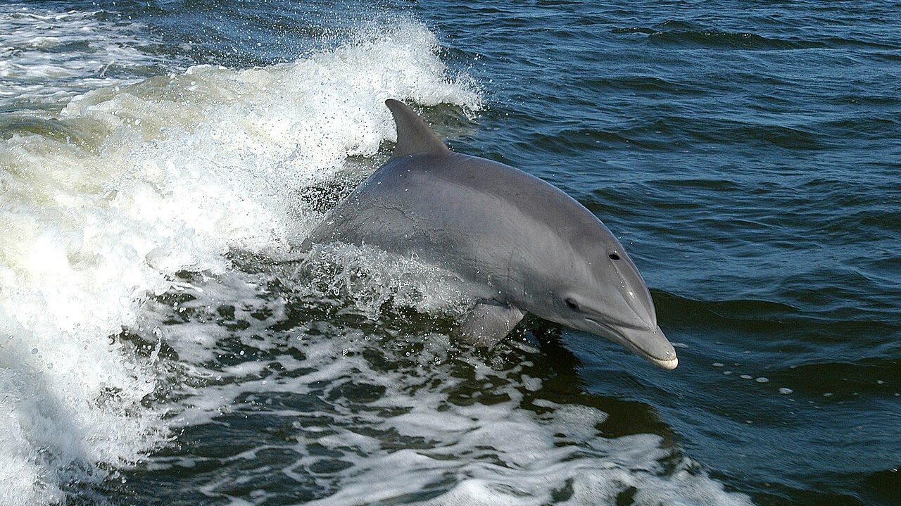Китоообразные: дельфин