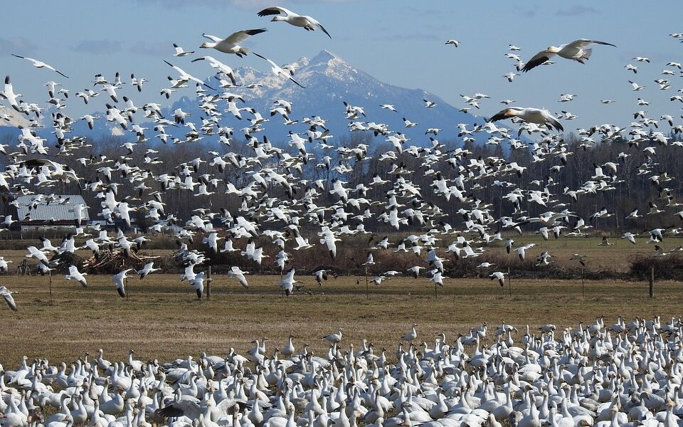 Животные способны преодолевать огромные расстояния. Миграция гусей.