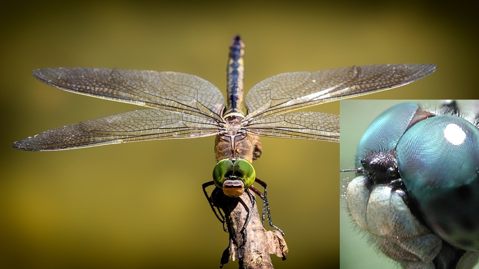 Стрекоза. Сложные фасеточные глаза - основной парный орган зрения насекомых