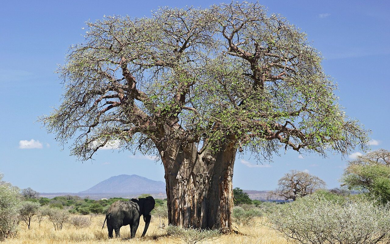 Баобаб и слон. Танзания