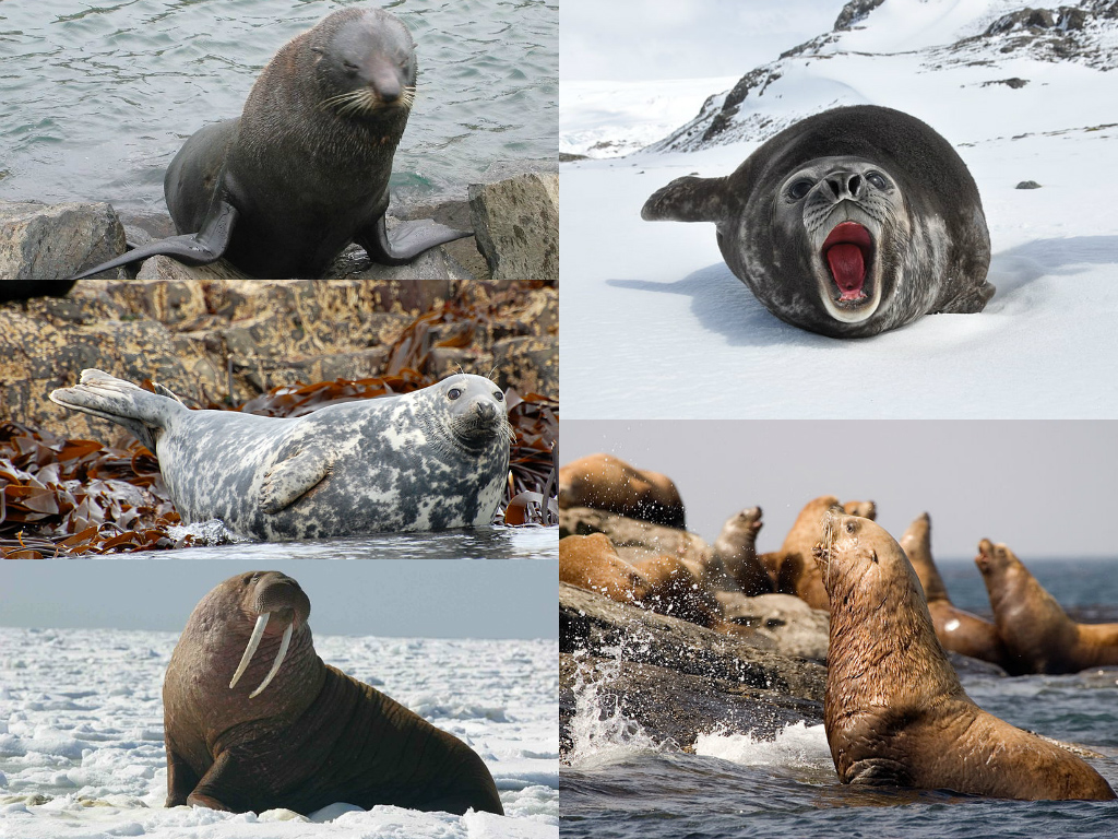 Ластоногие: 1-й столбец - новозеландский морской котик, длинномордый тюлень, морж. 2-й столбец- южный морской слон, сивуч.
