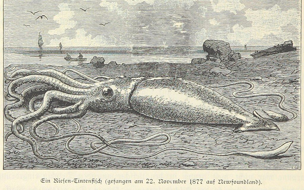Гигантский кальмар, пойманный в 1877 г. у берегов Ньюфаундленда
