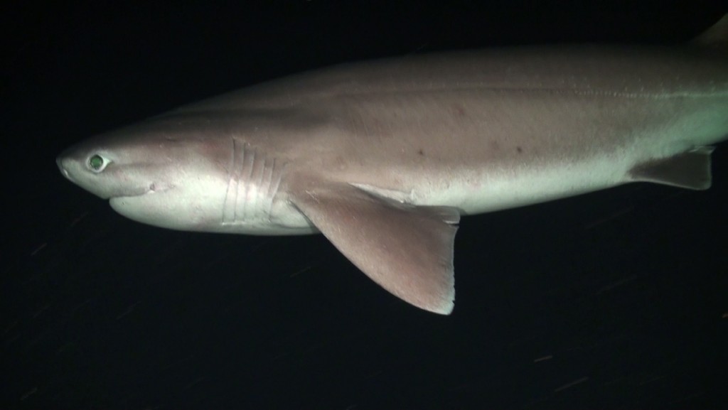 Шестижаберная акула имеет шесть жаберных щелей вместо обычных пяти. Предпочитая холодные глубинные воды, она охотится на рыб и скатов в придонной зоне океана. 