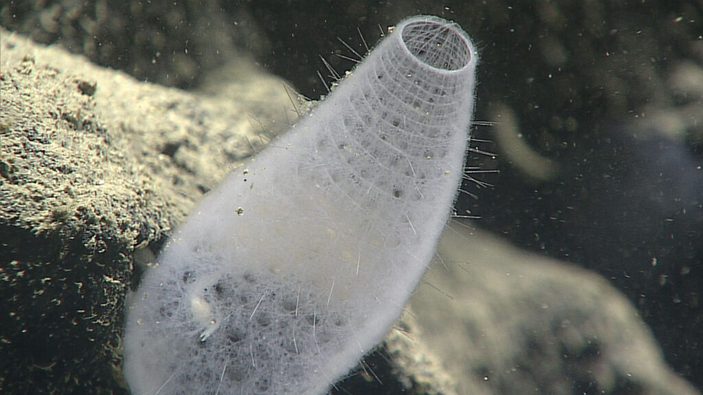 Представитель Euplectellidae, семейства морских губок, известных под общим названием корзинка Венеры