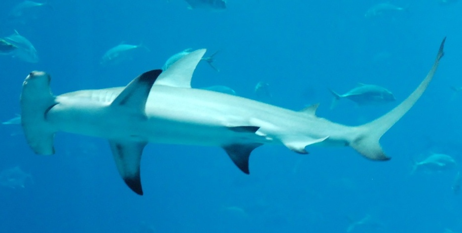 Гигантская акула-молот в океанариуме Джорджии