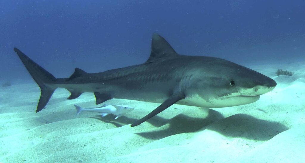 Молодая тигровая акула, Багамы