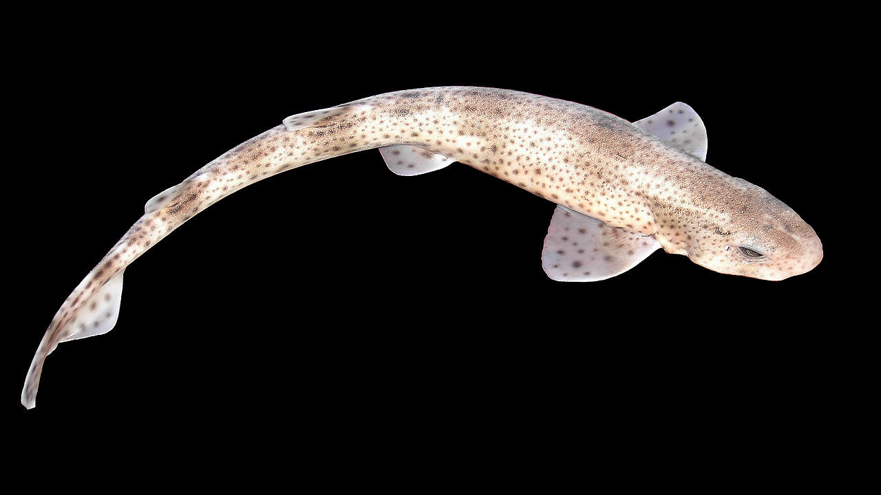 Мелкопятнистая кошачья акула, Scyliorhinus canicula