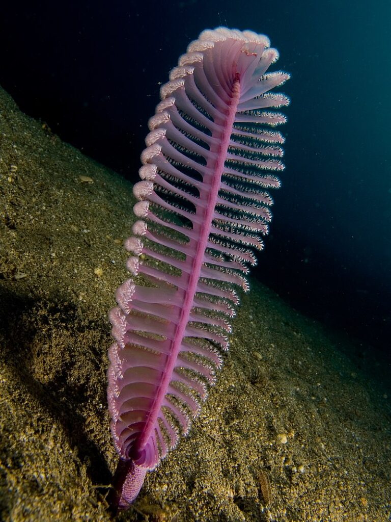 Морское перо Virgularia