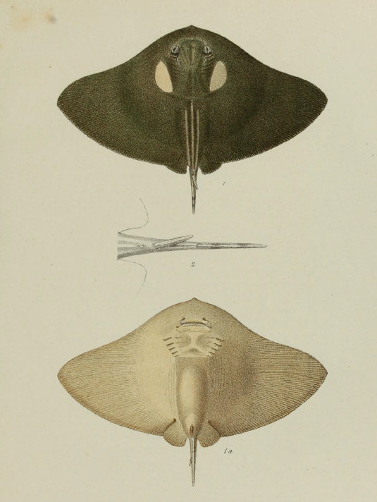 Оригинальное изображение атлантического ската-бабочки, приведённое в книге К.Линнея «Systema Naturae».