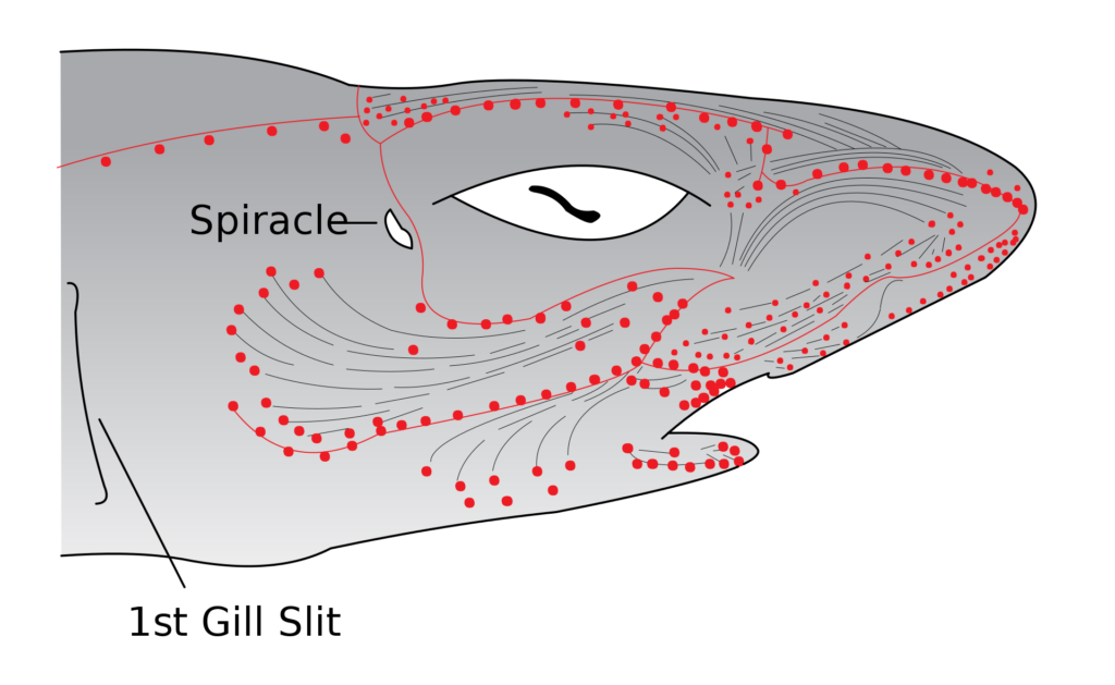 Схема расположения ампул Лоренцини на голове акулы