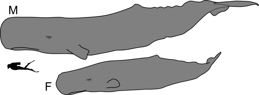 Сравнительные размеры самца (вверху) и самки (внизу) кашалота и человека