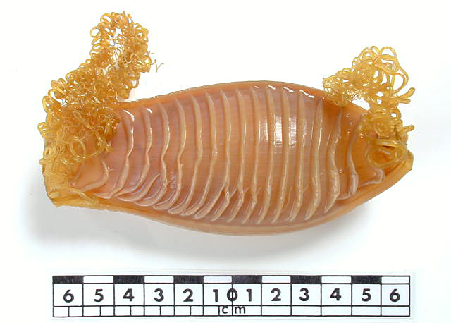 Яйцевая капсула австралийской головастой акулы (Cephaloscyllium laticeps)