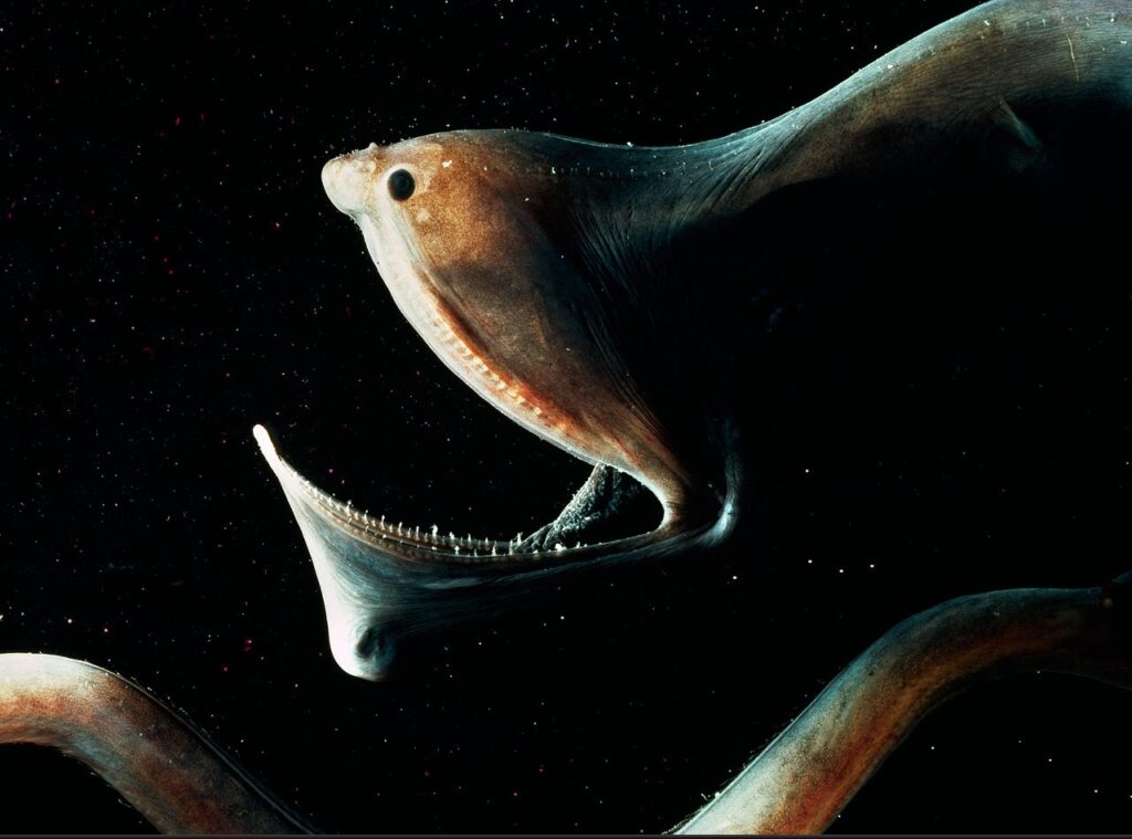 Пеликановидный большерот (лат. Eurypharynx pelecanoides) — вид глубоководных морских лучепёрых рыб из подотряда мешкоротовидных отряда угреобразных.