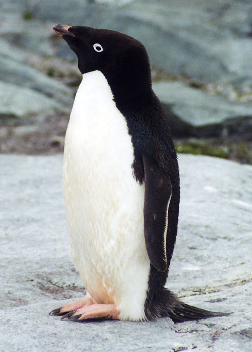 Пингвин Адели
