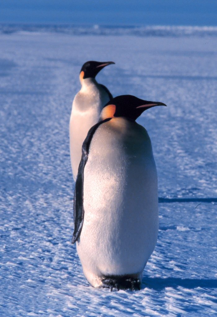 Антарктида. Императорский пингвин