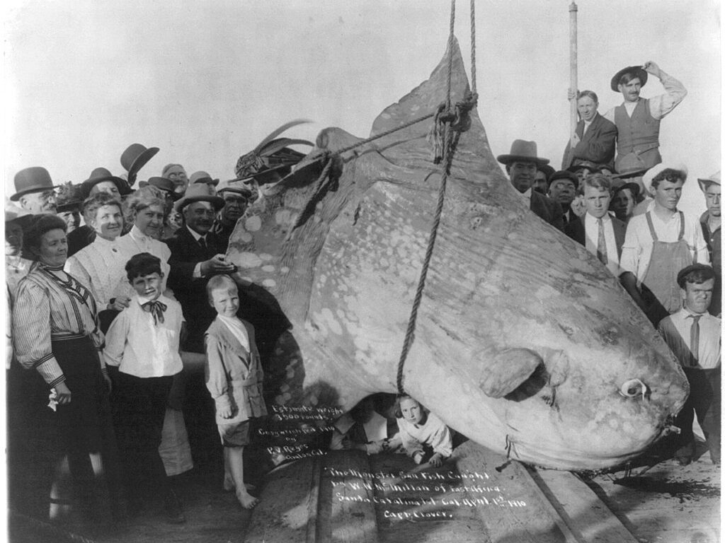 Пойманная в 1910 году луна-рыба, массой более 1.5 т.