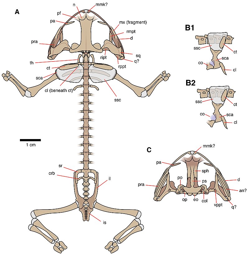 Реконструкция скелета протолягушки Triadobatrachus massinoti