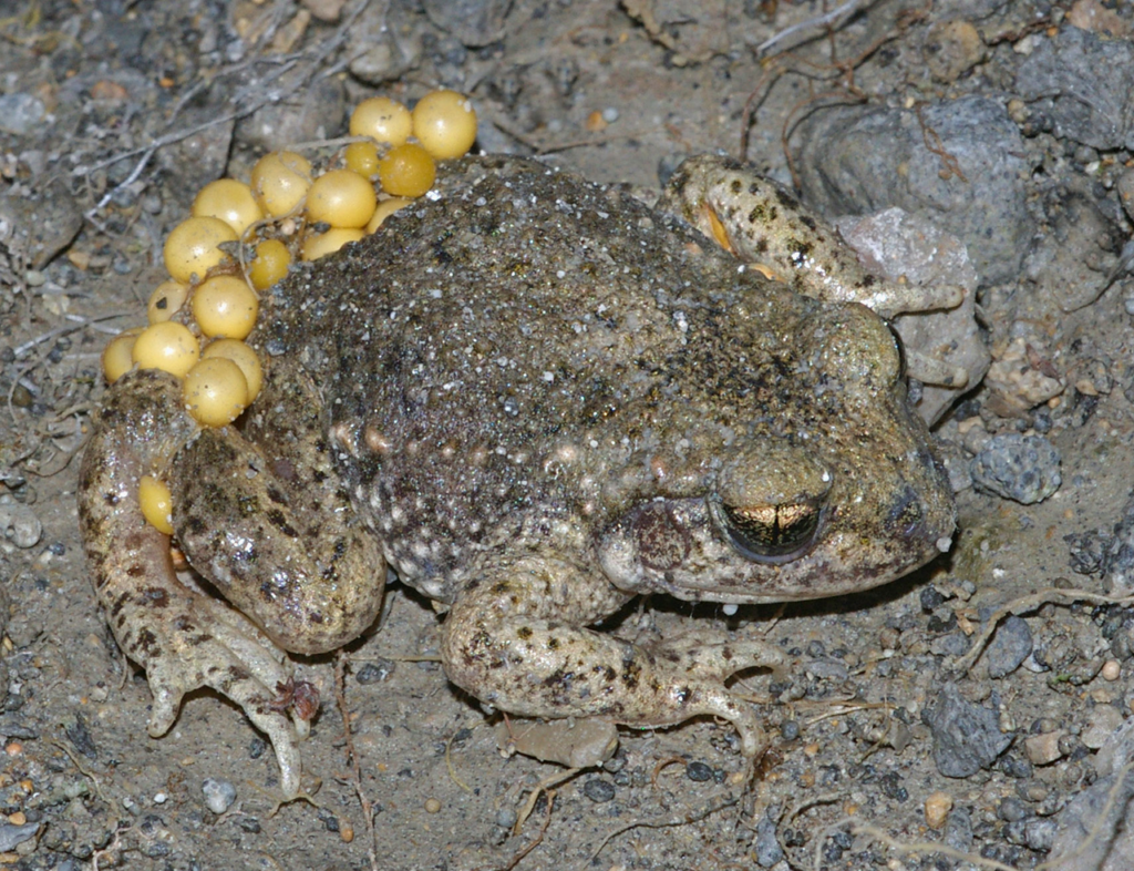 Амфибии, или земноводные. Самец жабы-повитухи, нагруженный икрой