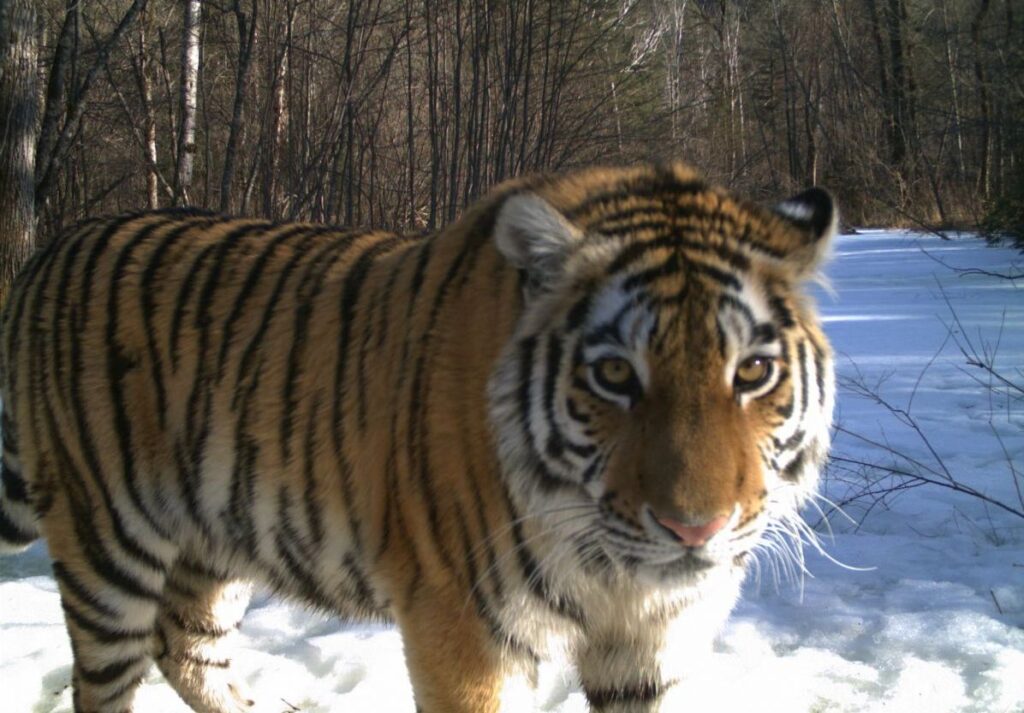 Тигрица Золушка в заповеднике «Бастак»