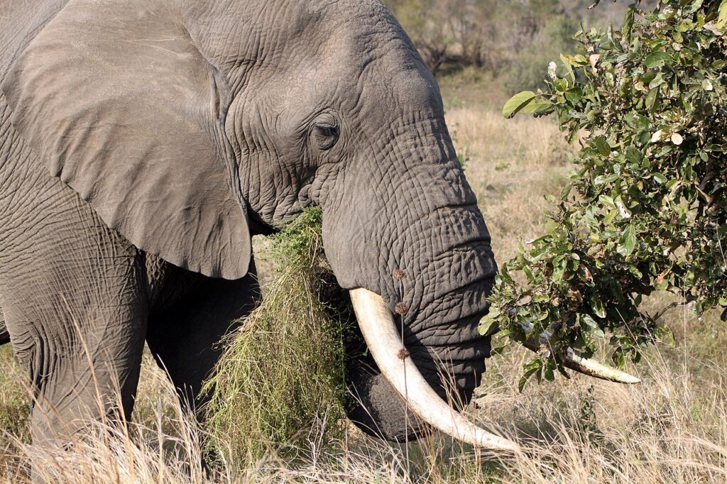 Саванный слон ест траву, Национальный парк Крюгера