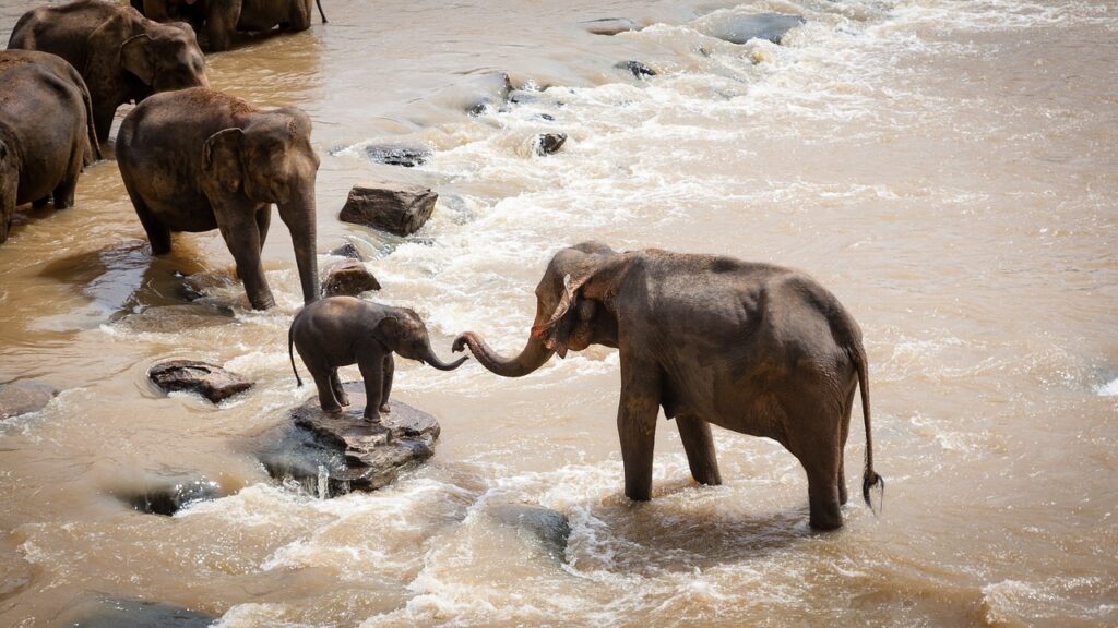 Слоны у воды