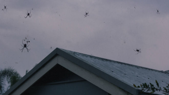 Дождь из пауков в Австралии