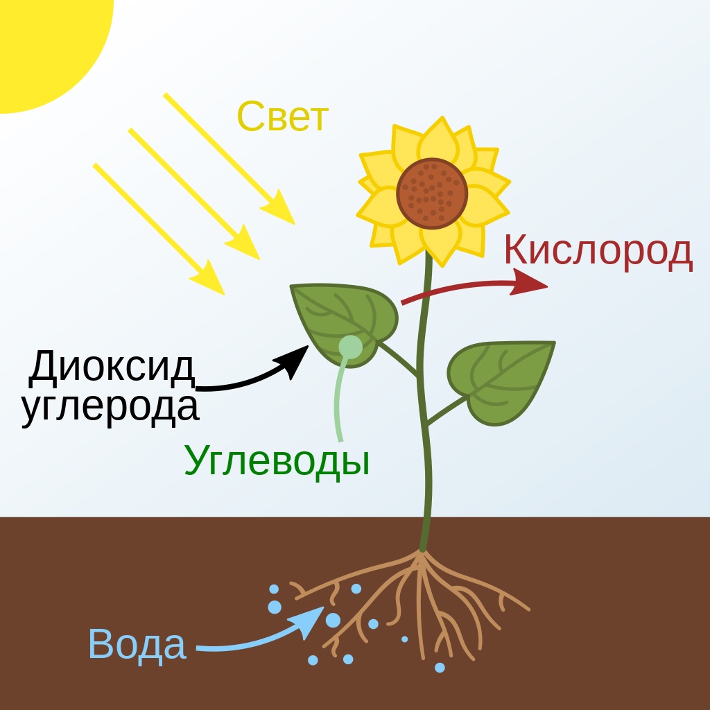 Схематическое изображение процесса фотосинтеза, происходящего в растениях
